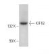 KIF1B Antibody (E-12) - Western Blotting - Image 365681