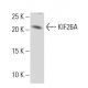 KIF26A Antibody (YY-N) - Western Blotting - Image 34319