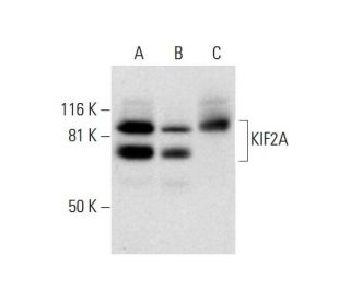 KIF2A Antibody (D-1) - Western Blotting - Image 300439 