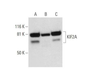 KIF2A Antibody (D-7) - Western Blotting - Image 300152 