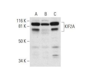 KIF2A Antibody (F-2) - Western Blotting - Image 300151 