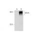 KIF2A Antibody (G-11) - Western Blotting - Image 128526