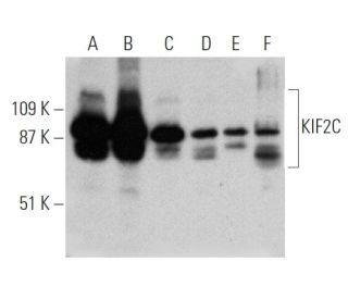 KIF2C Antibody (2488C3a) - Western Blotting - Image 368281 