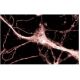 KIF3A Antibody (28) - Immunofluorescence - Image 60622