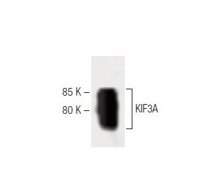 KIF3A Antibody (28) - Western Blotting - Image 60338 