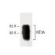 KIF3A Antibody (28) - Western Blotting - Image 60338 