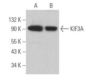 KIF3A Antibody (E-5) - Western Blotting - Image 364030Each CRISPR/Cas9 Knockout (KO) Plasmid product consists of a pool of 3 plasmids designed to ensure identification and cleavage of a specific gene for maximum knockout efficiency. Each plasmid encodes a unique 20 nt sequence derived from the GeCKO (v2) library.