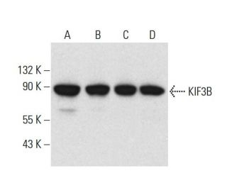 KIF3B Antibody (G-5) - Western Blotting - Image 317963 