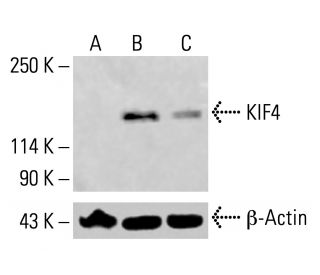 KIF4 Antibody (A-5) - Western Blotting - Image 414209 
