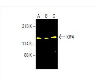 KIF4 Antibody (E-8) - Western Blotting - Image 392404 