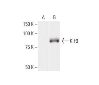 KIF9 Antibody (4E9) - Western Blotting - Image 352213 