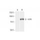 KIF9 Antibody (4E9) - Western Blotting - Image 352213 