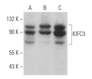 KIFC3 Antibody (D-9) - Western Blotting - Image 370029 