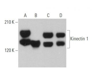 Kinectin 1 Antibody (G-5) - Western Blotting - Image 359264 