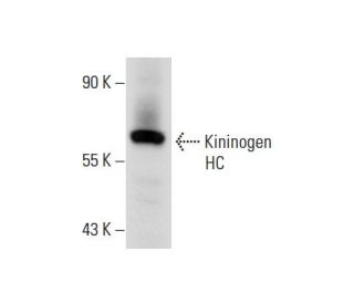 Kininogen HC Antibody (H-5) - Western Blotting - Image 72067 