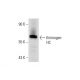 Kininogen HC Antibody (H-5) - Western Blotting - Image 72067 
