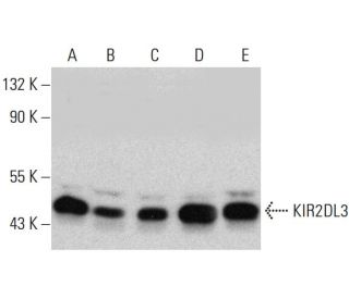 KIR2DL3 Antibody (E-5) - Western Blotting - Image 388035 