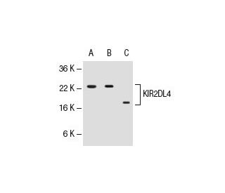 KIR2DL4 Antibody (2H6) - Western Blotting - Image 47921
