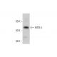 KIR3.4 Antibody (8D2) - Western Blotting - Image 384252 