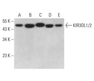 KIR3DL1/2 Antibody (C-3) - Western Blotting - Image 376650 