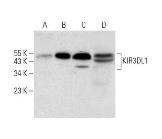 KIR3DL1/2 Antibody (G-4) - Western Blotting - Image 309603 
