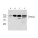 KIR3DL1/2 Antibody (G-4) - Western Blotting - Image 309603 