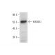 KIR3DL1 Antibody (B-8) - Western Blotting - Image 309633 