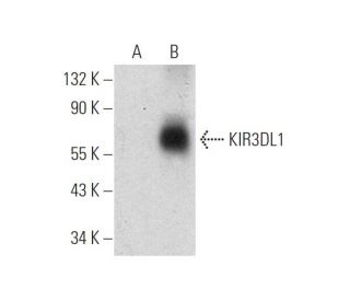 KIR3DL1 Antibody (C-8) - Western Blotting - Image 319604