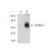 KIR3DL1 Antibody (C-8) - Western Blotting - Image 319604