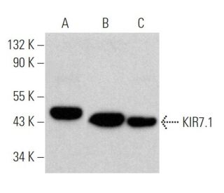 KIR7.1 Antibody (C-12) - Western Blotting - Image 367343 