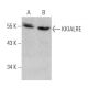 KKIALRE Antibody (E-8) - Western Blotting - Image 356202 