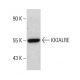 KKIALRE Antibody (E-8) - Western Blotting - Image 387949