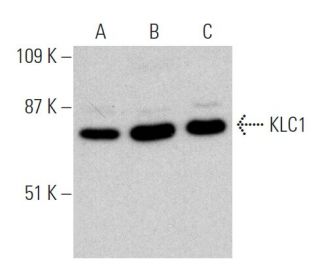 KLC1 Antibody (H-7) - Western Blotting - Image 364909 