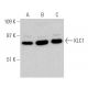 KLC1 Antibody (H-7) - Western Blotting - Image 364909 