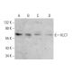 KLC1 Antibody (H-7) - Western Blotting - Image 376463