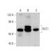 KLC1 Antibody (H-7) - Western Blotting - Image 386887 