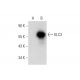 KLC3 Antibody (E-7) - Western Blotting - Image 303776 