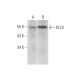 KLC3 Antibody (E-7) - Western Blotting - Image 304951