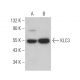 KLC3 Antibody (E-7) - Western Blotting - Image 372812 