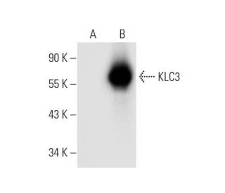 KLC3 Antibody (F-6) - Western Blotting - Image 304948