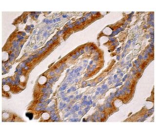 KLC4 Antibody (B-8) - Immunohistochemistry - Image 281091 