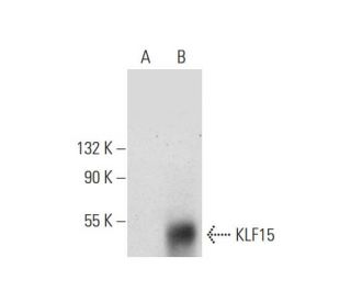 KLF15 Antibody (A-12) - Western Blotting - Image 296998
