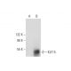 KLF15 Antibody (A-12) - Western Blotting - Image 296998