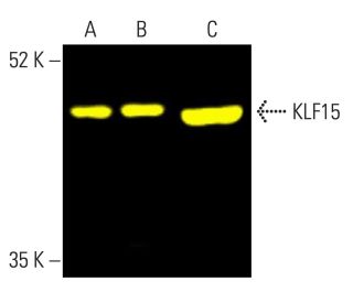 KLF15 Antibody (A-5) - Western Blotting - Image 401997 