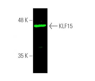 KLF15 Antibody (A-5) - Western Blotting - Image 389998