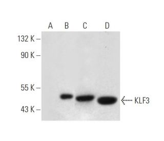 KLF3 Antibody (B-12) - Western Blotting - Image 320892 