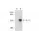 KLF3 Antibody (H-8) - Western Blotting - Image 291898