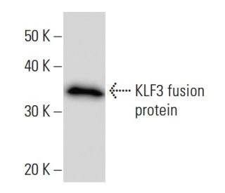 KLF3 Antibody (KLF3B10F1) - Western Blotting - Image 16684