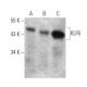 KLF6 Antibody (E-10) - Western Blotting - Image 356233 