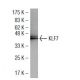 KLF7 Antibody (83-RT) - Western Blotting - Image 34399 